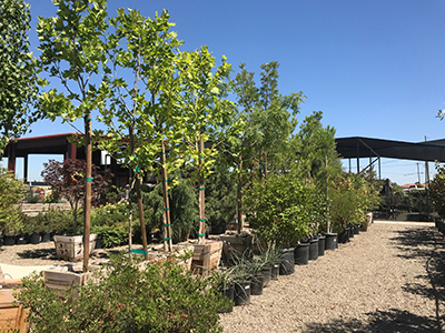 California Landscape Supply - Landscaping in Modesto