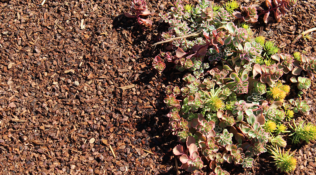 rich soil and groundcover for succulents